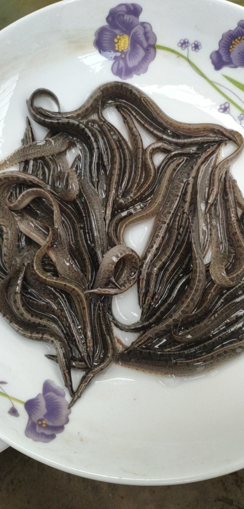 刺鳅鱼苗，！大量批发