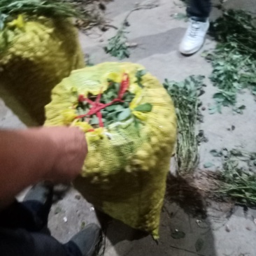 花生，现货，带壳，鲜货，一手货源价格优惠