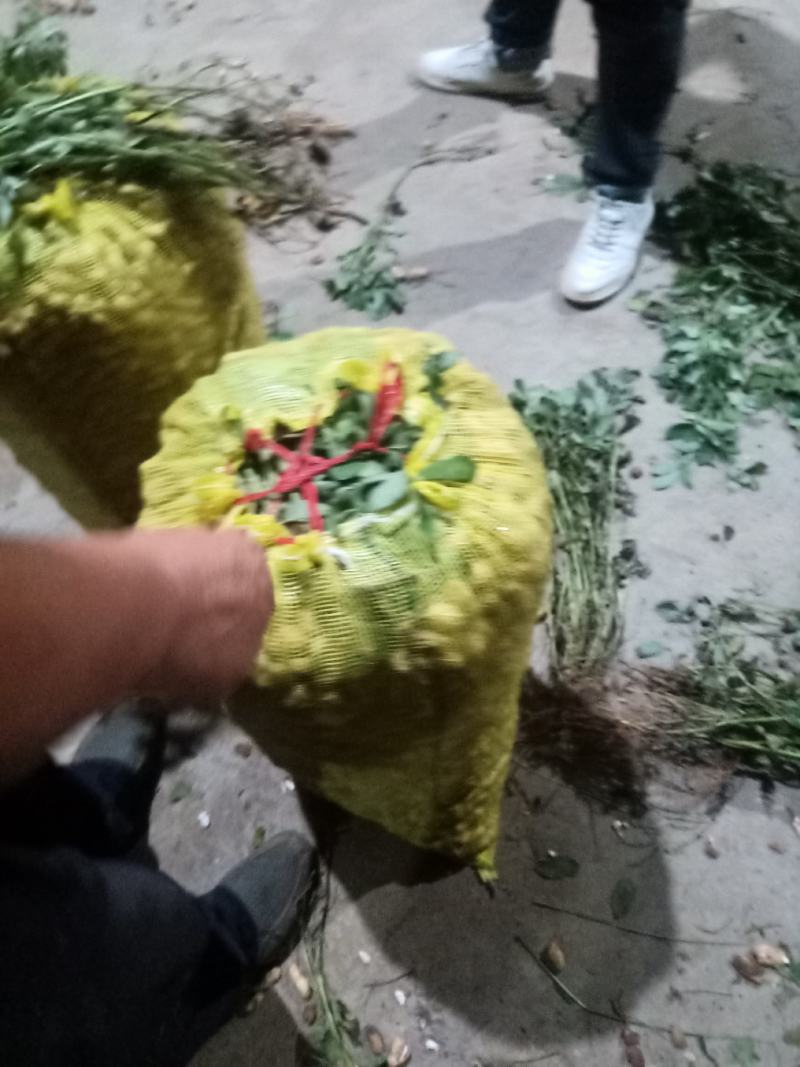花生，现货，带壳，鲜货，一手货源价格优惠