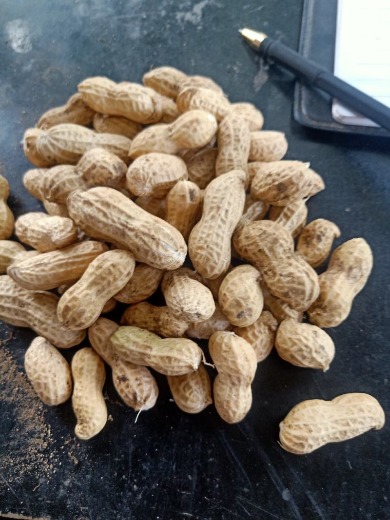花生，现货，带壳，鲜货，一手货源价格优惠
