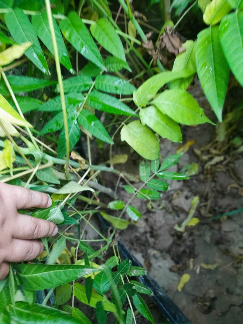 臭椿苗欢迎下单，都是实拍图片，货源量比较大
