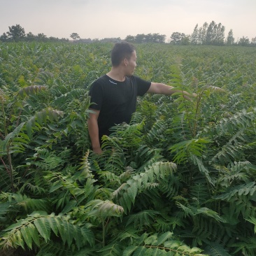 臭椿苗欢迎下单，都是实拍图片，货源量比较大