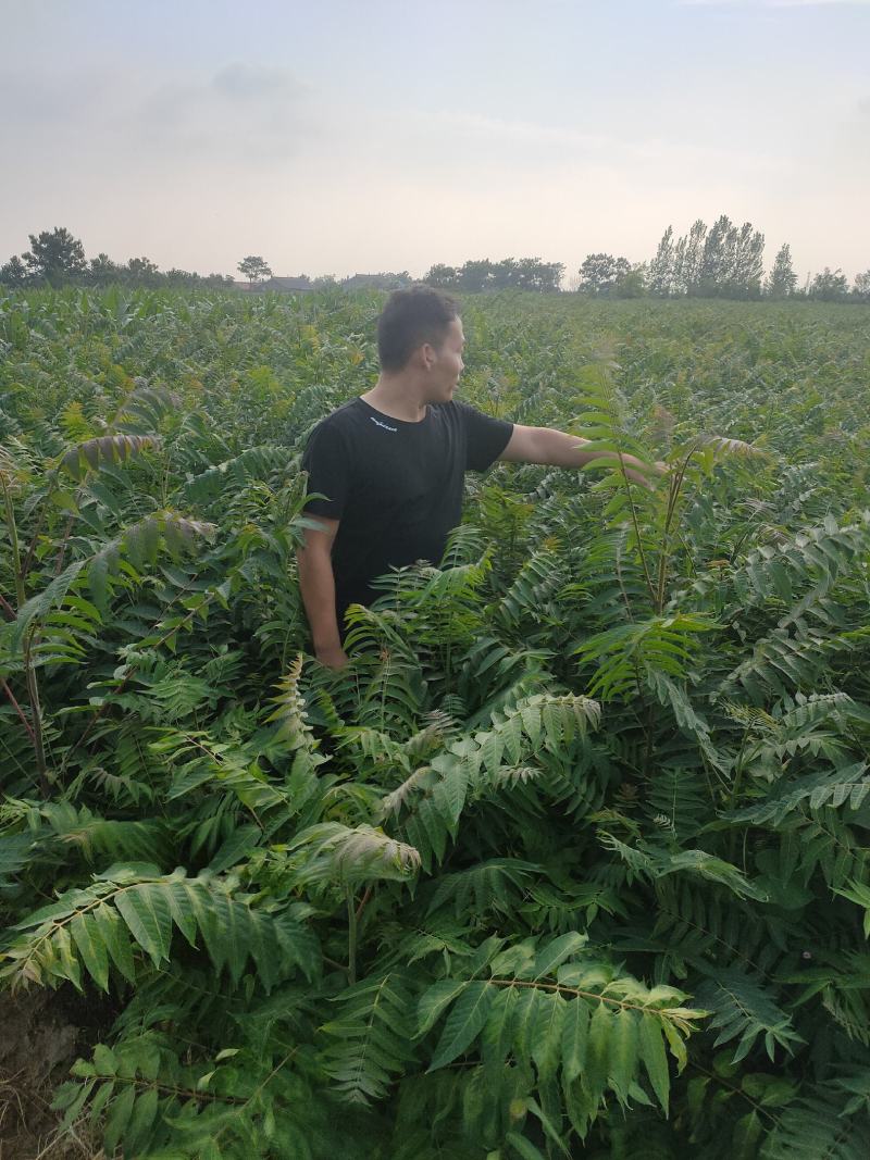 臭椿苗欢迎下单，都是实拍图片，货源量比较大