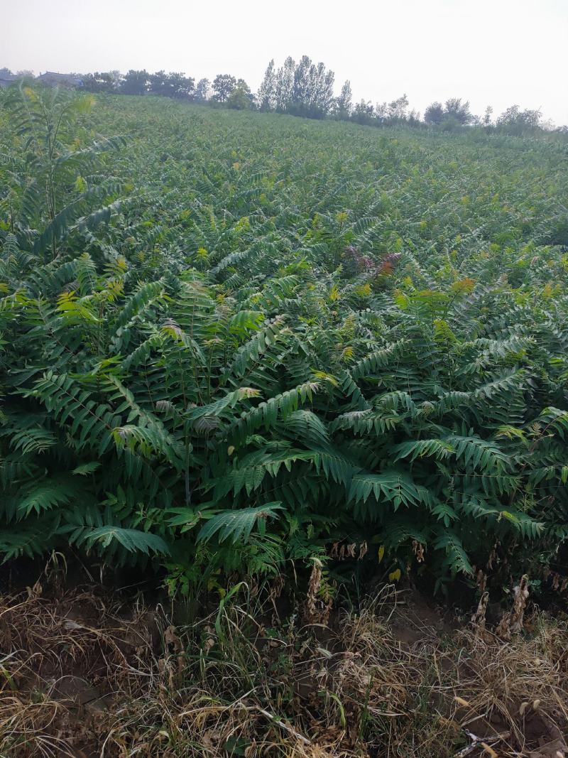 臭椿苗欢迎下单，都是实拍图片，货源量比较大