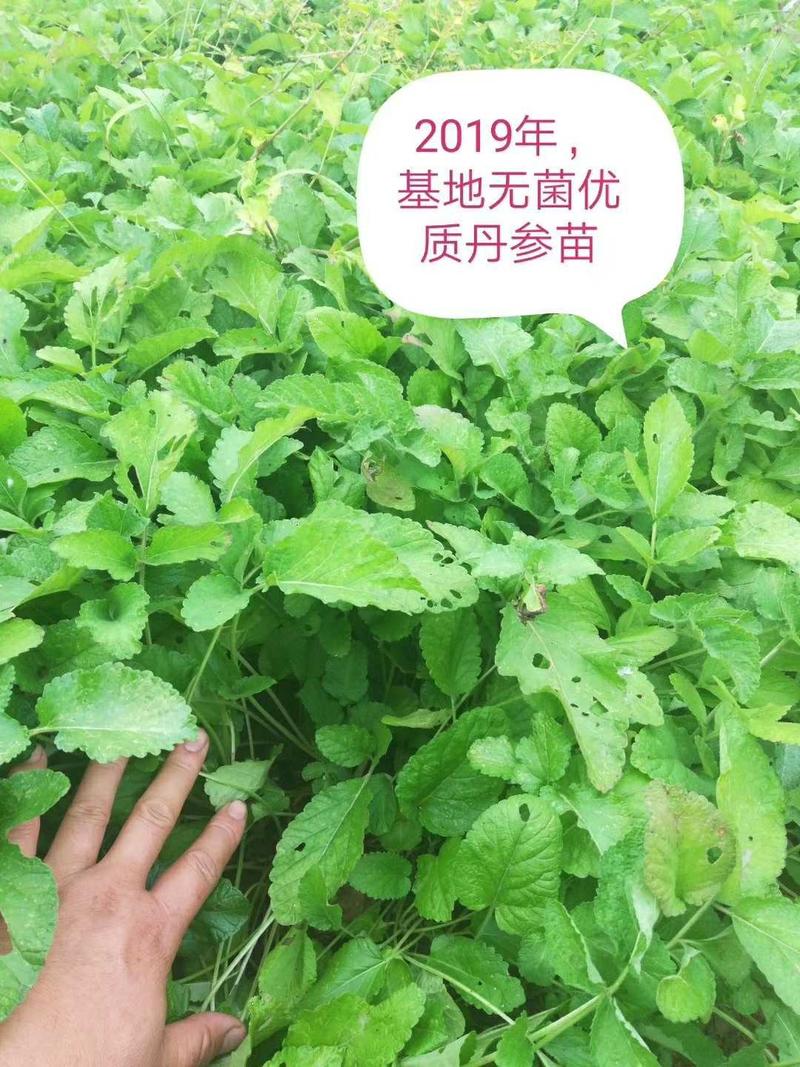 丹参苗，基地直供丹参苗，无菌技术培育，质量放心，成活率保