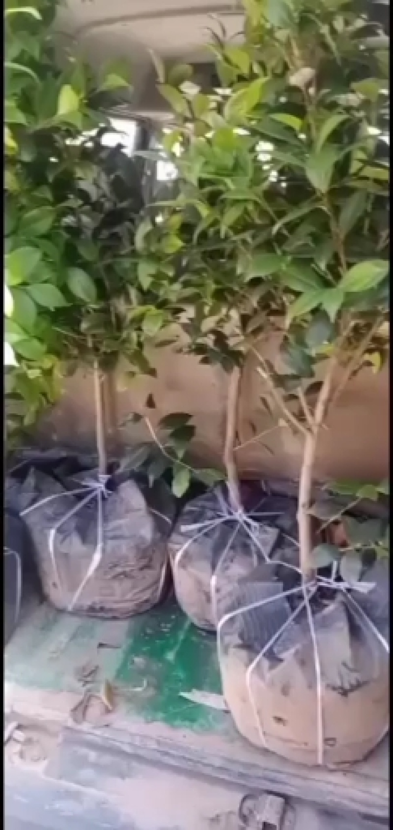 四季，茶花，四川宜宾种植基地常年出售茶花