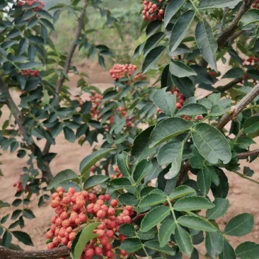 花椒苗，基地直供花椒苗，量大优惠，成活率保证，可以实地考