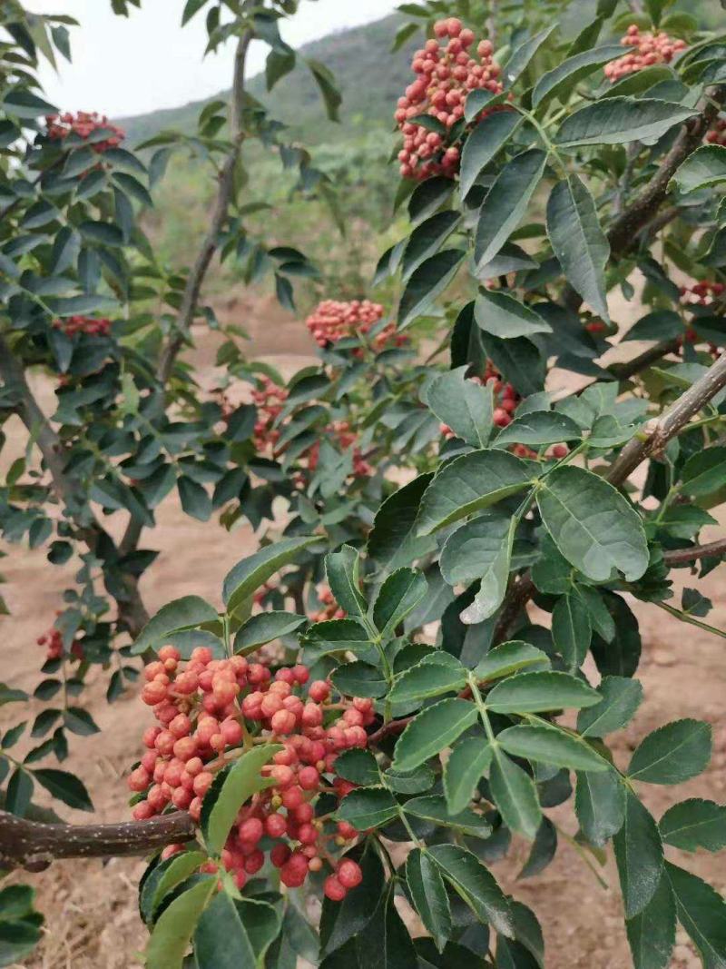 花椒苗，基地直供花椒苗，量大优惠，成活率保证，可以实地考