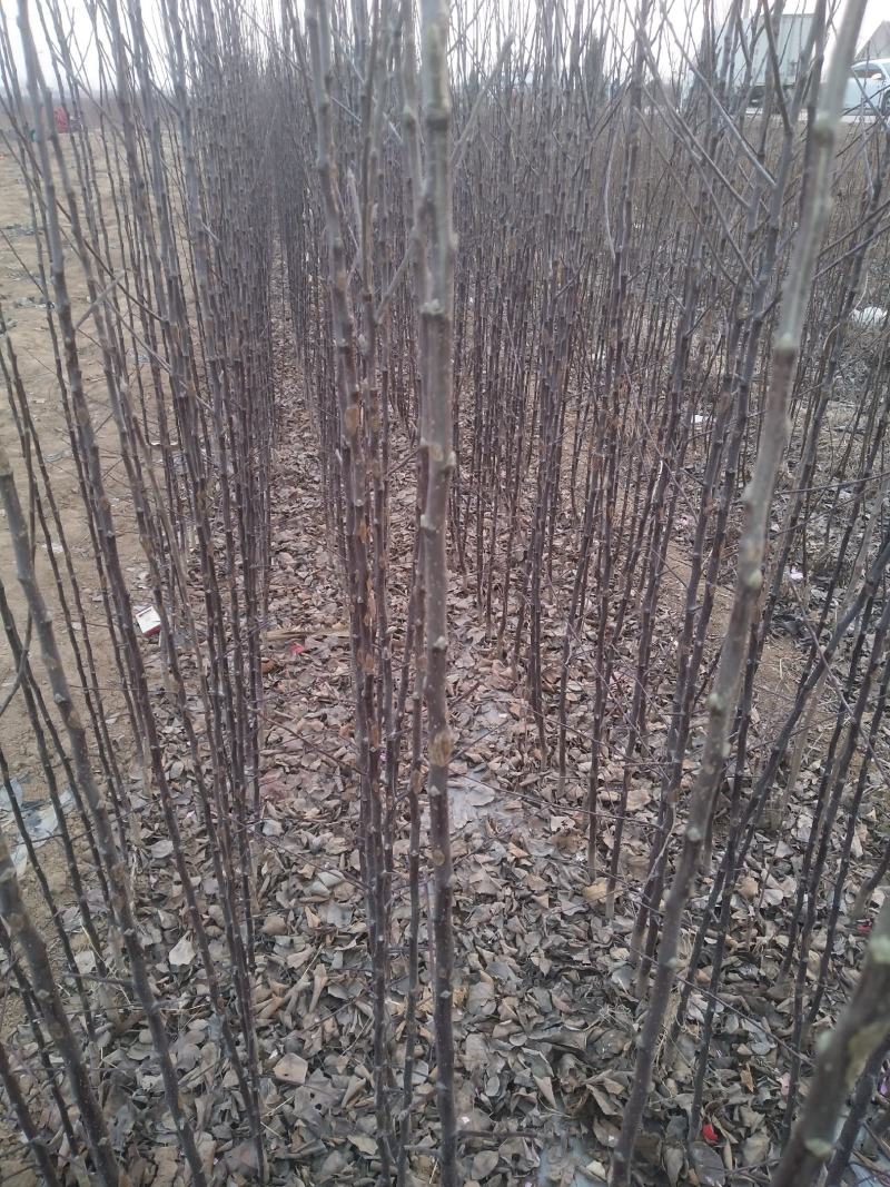 花椒苗，基地直供花椒苗，量大优惠，成活率保证，可以实地考