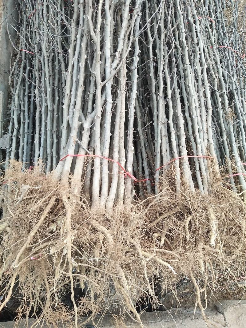 花椒苗，基地直供花椒苗，量大优惠，成活率保证，可以实地考