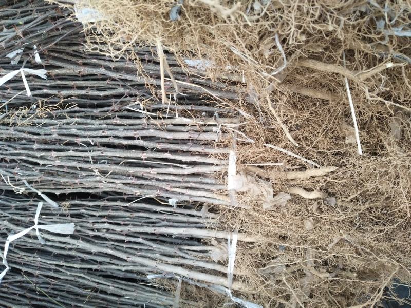 花椒苗，基地直供花椒苗，量大优惠，成活率保证，可以实地考