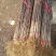 花椒苗，基地直供花椒苗，量大优惠，成活率保证，可以实地考