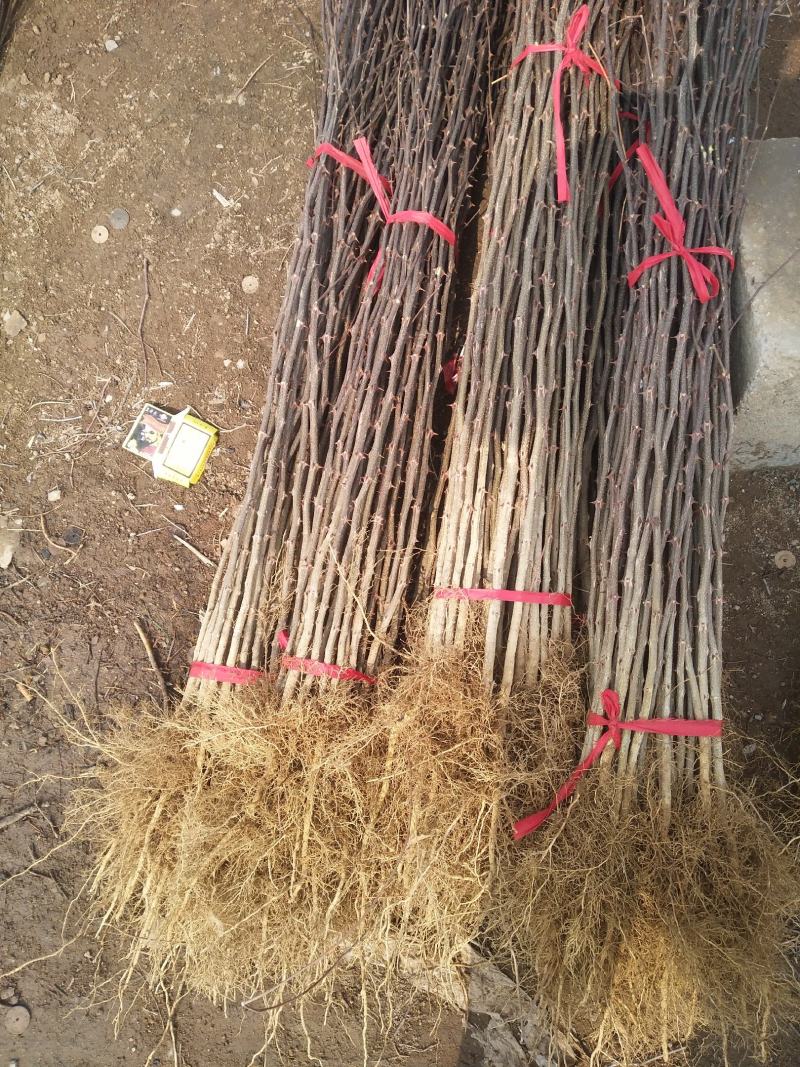 花椒苗，基地直供花椒苗，量大优惠，成活率保证，可以实地考