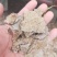 大量促销正宗花生饼加工精致货源充足价格低廉实惠
