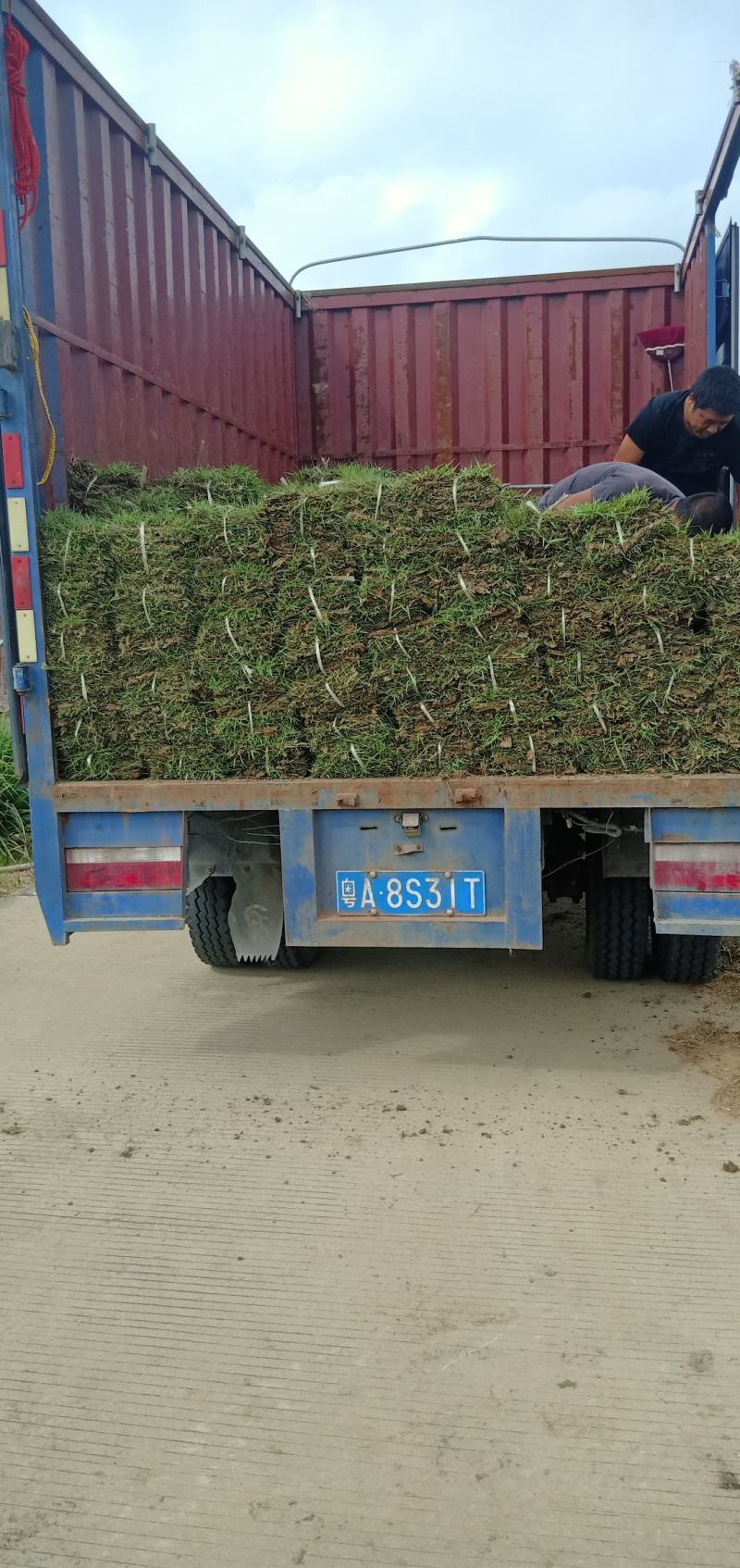 出售台湾草。男引三号，夏威夷草，百慕达。大叶油草