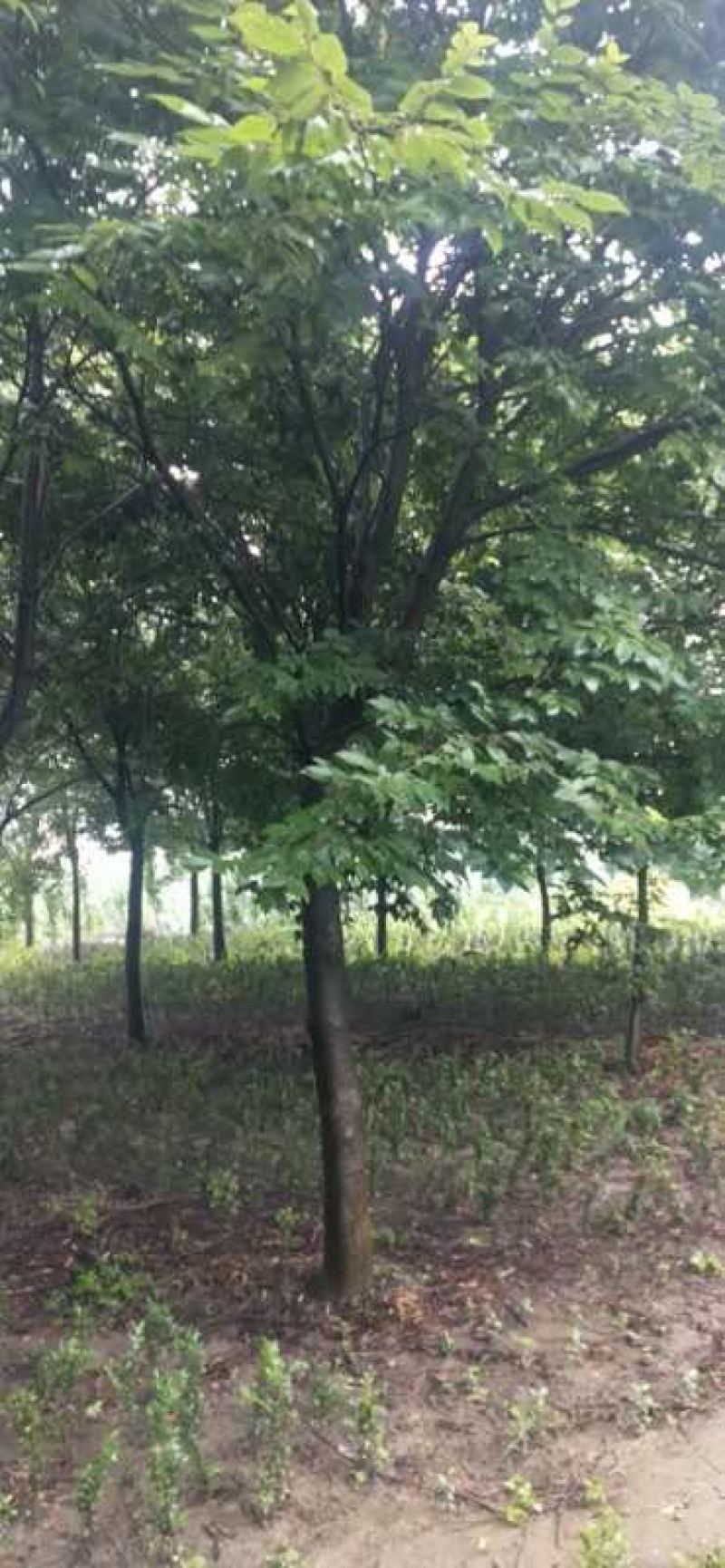 榉树精品榉树分支240左右