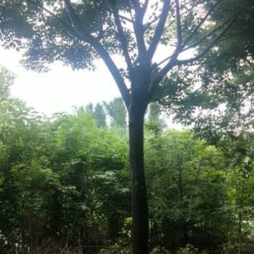 榉树精品榉树分支240左右