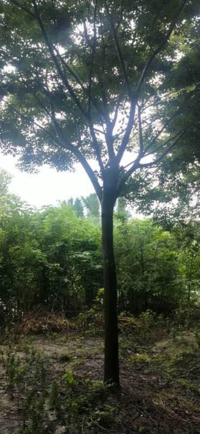 榉树精品榉树分支240左右