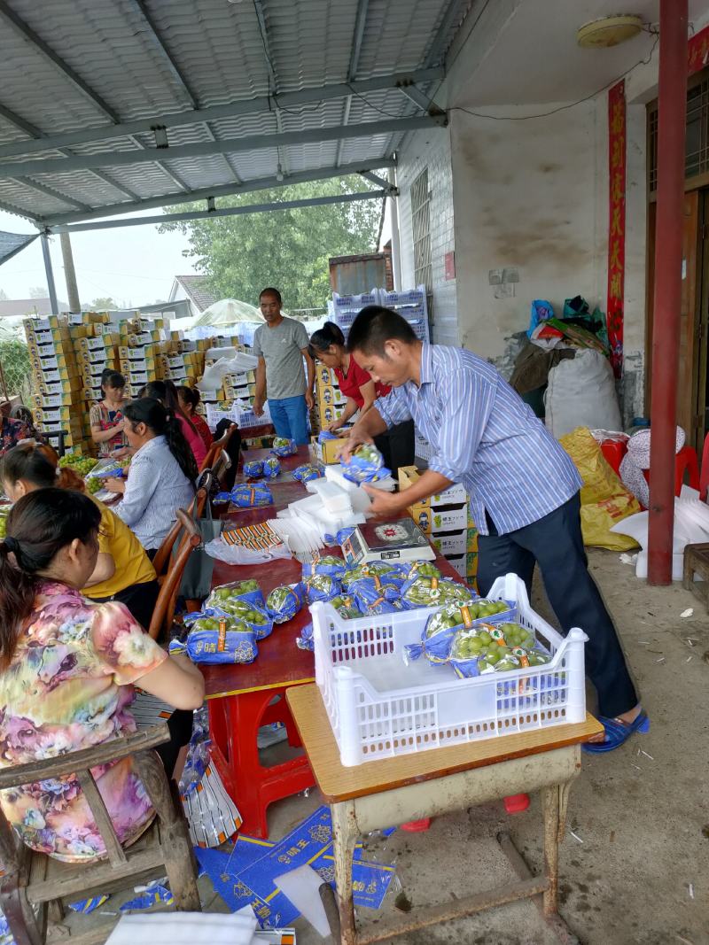 湖南阳光玫瑰葡萄对接电商市场商超等各类客户