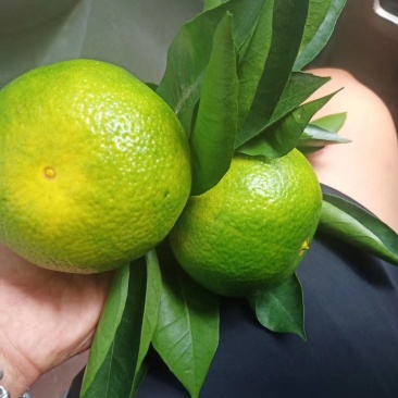 特早密桔***绿色水果