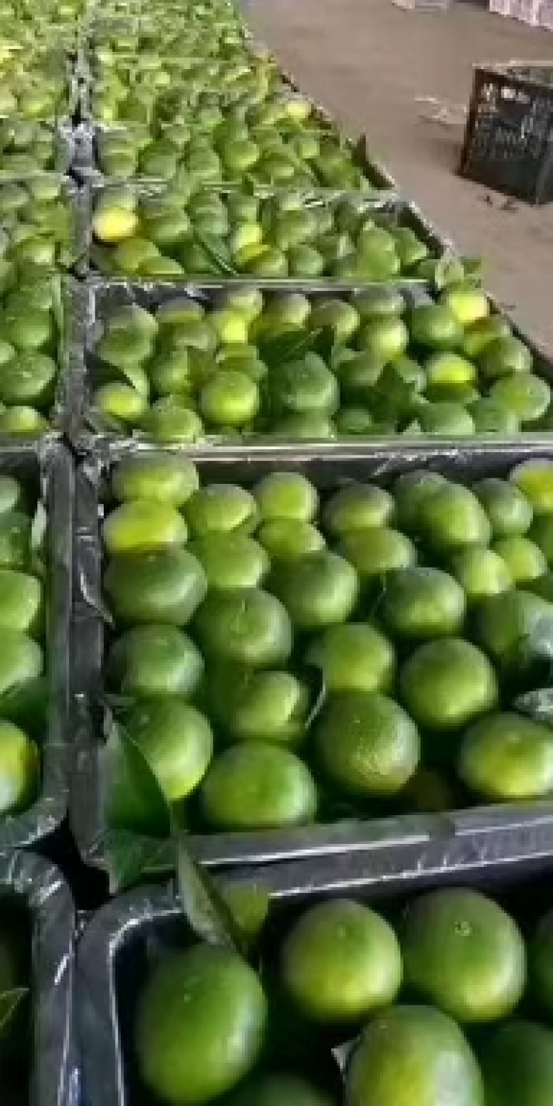 特早密桔***绿色水果