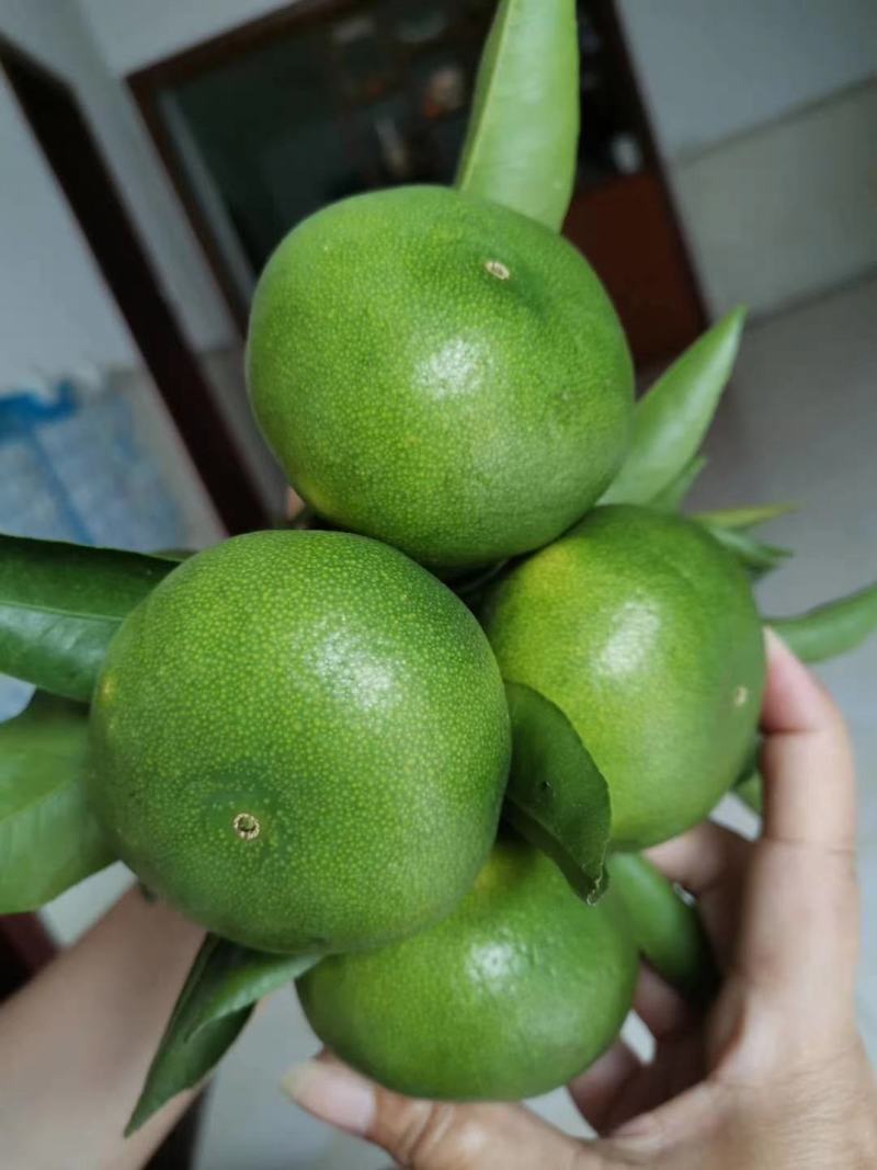 特早密桔***绿色水果