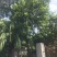 40左右万紫千红.冬青