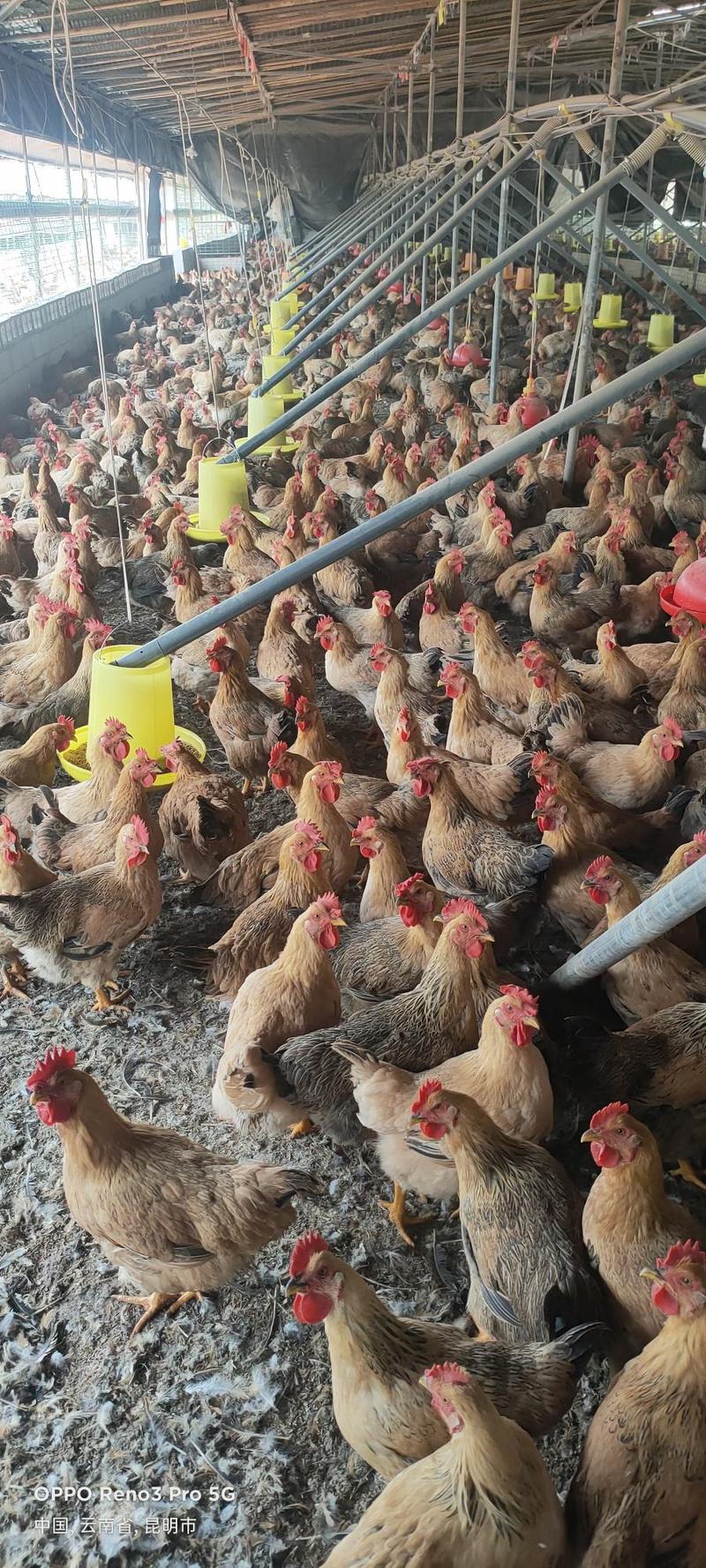 常年供应活禽放养三黄鸡成品鸡母鸡量大从优可定制生产