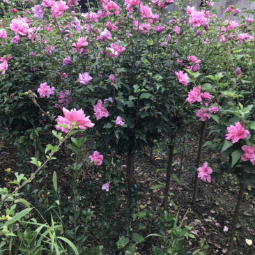 重瓣木槿，一手货源，支持上门看货