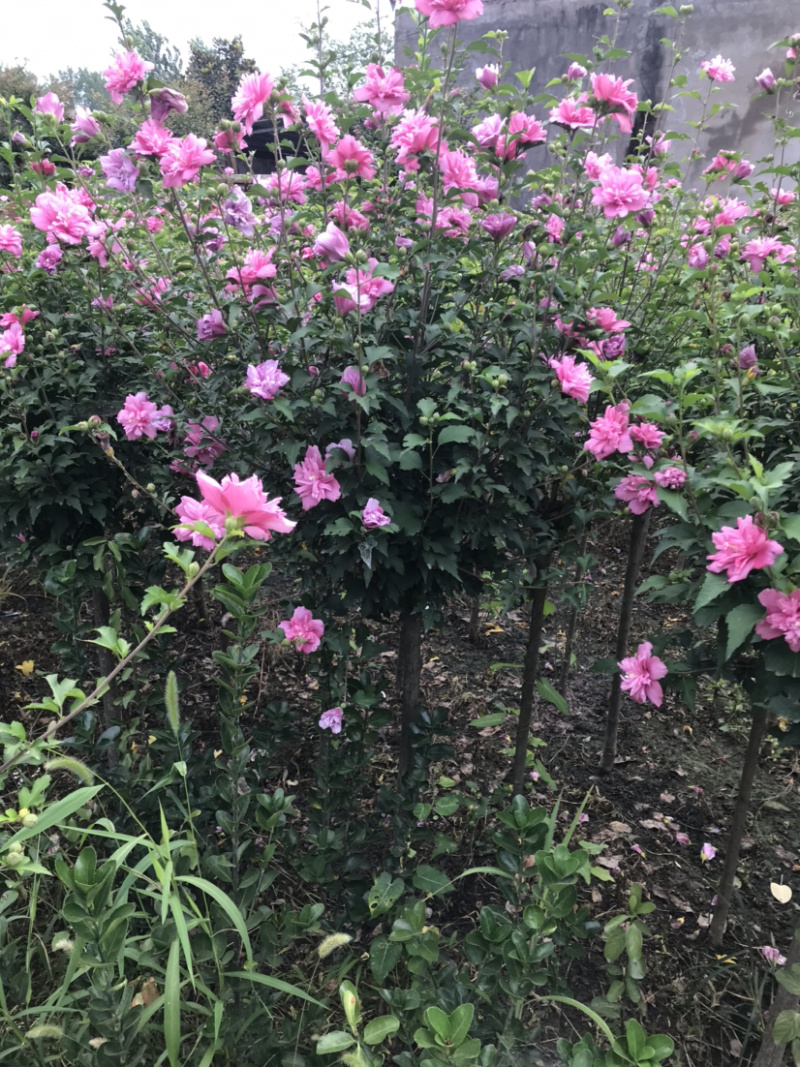 重瓣木槿，一手货源，支持上门看货