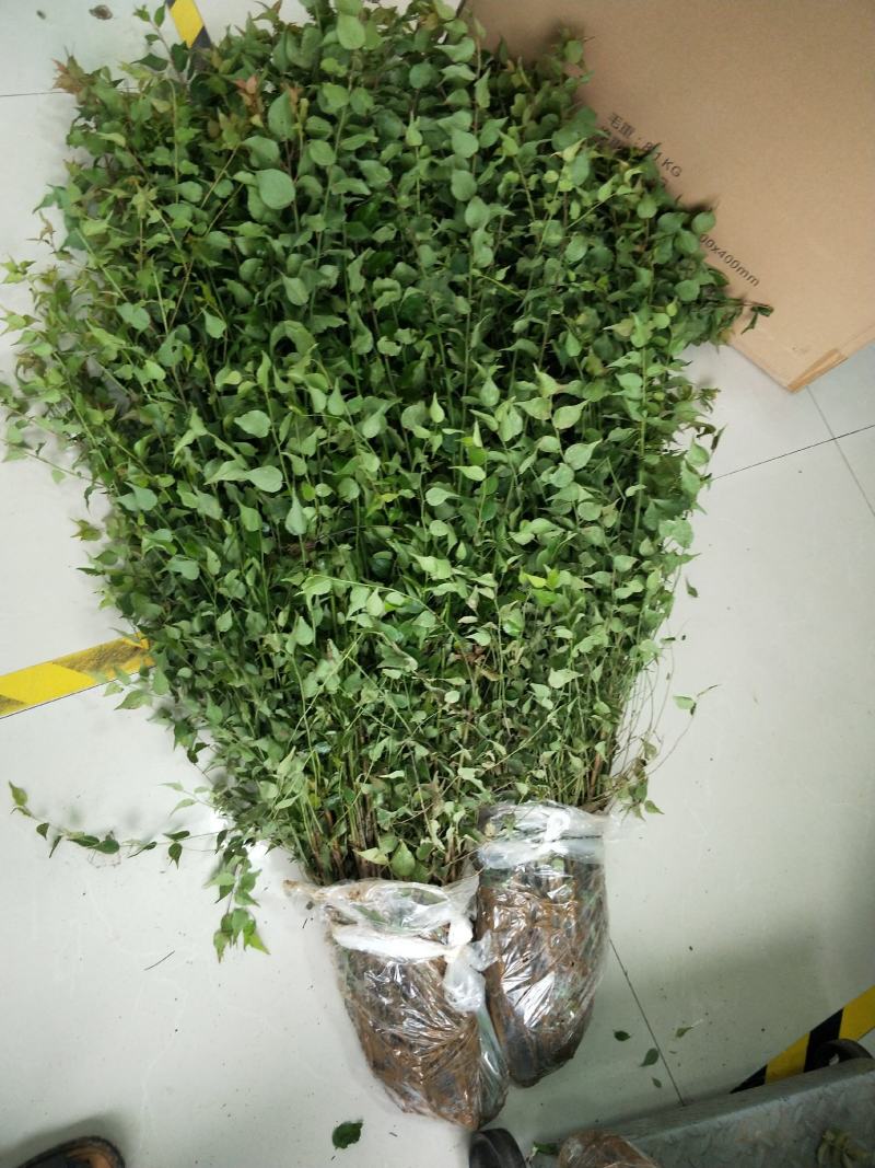 青梅树苗，梅子苗，大量有货，需要的联系