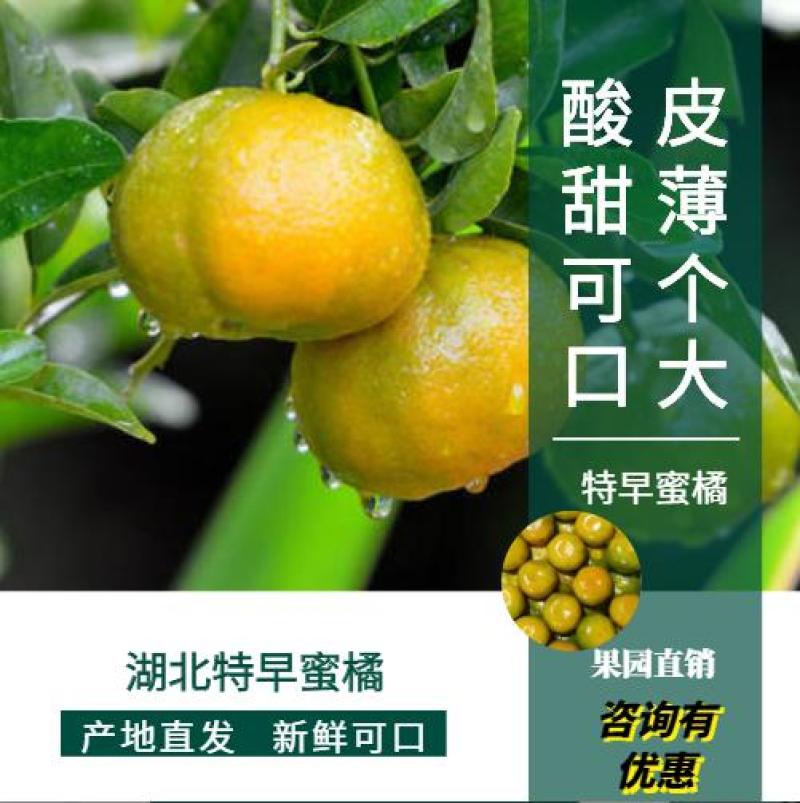 宜昌柑桔，特早蜜桔，清甜可口，一手货源，价格优惠