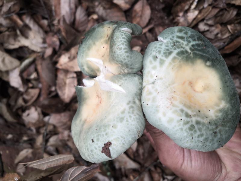 青头菌干，一手货源，一斤也是批发价包邮