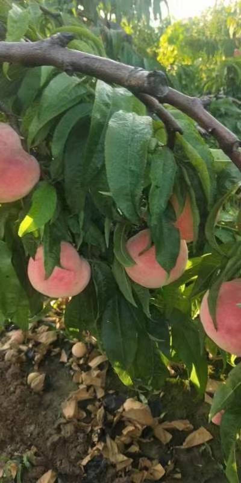 河北威县永莲蜜桃代收站