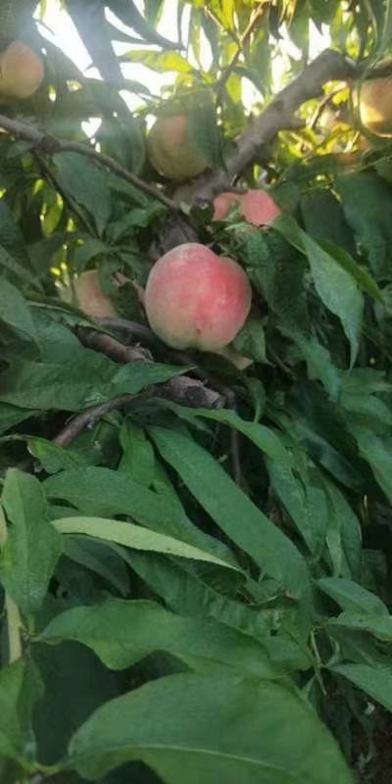 河北威县永莲蜜桃代收站