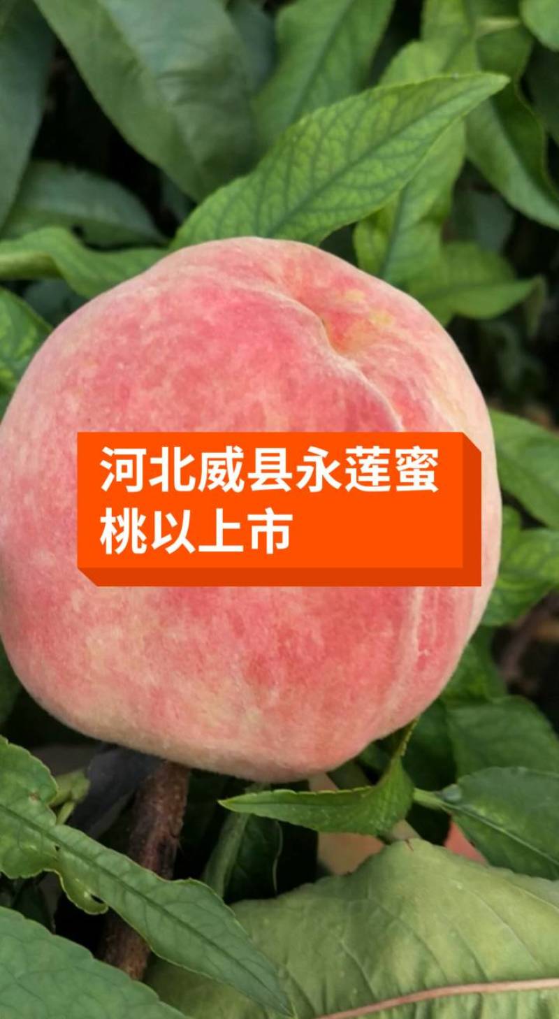 河北威县永莲蜜桃代收站