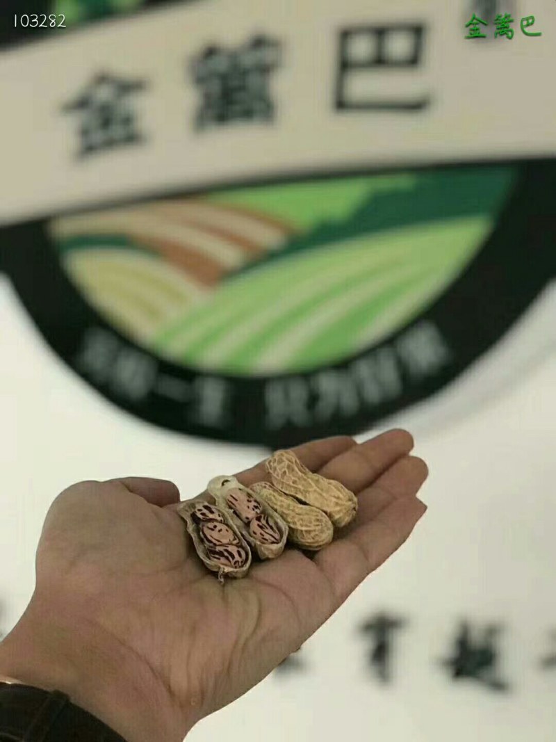 云南七彩花生2斤58一件代发包邮