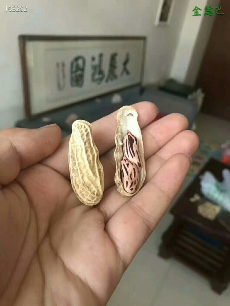 云南七彩花生2斤58一件代发包邮