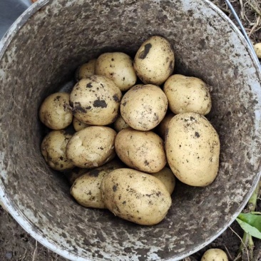 尤金土豆荷兰土豆皮毛好大量供货，长期代发
