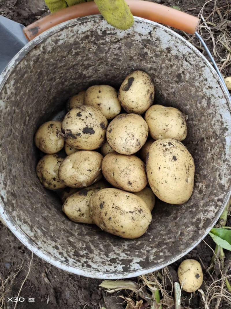 尤金土豆荷兰土豆皮毛好大量供货，长期代发