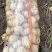 尤金土豆荷兰土豆皮毛好大量供货，长期代发