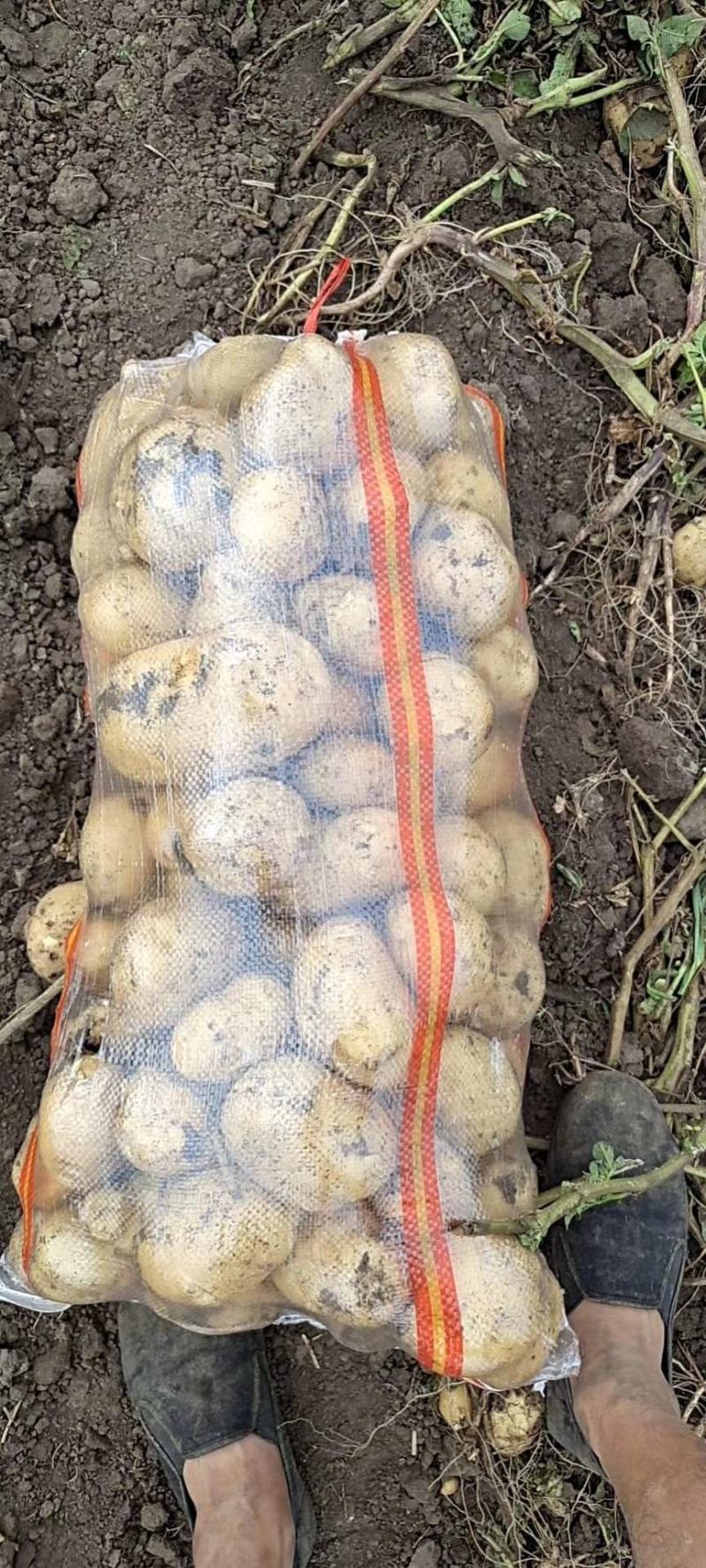 尤金土豆荷兰土豆皮毛好大量供货，长期代发