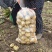 尤金土豆荷兰土豆皮毛好大量供货，长期代发