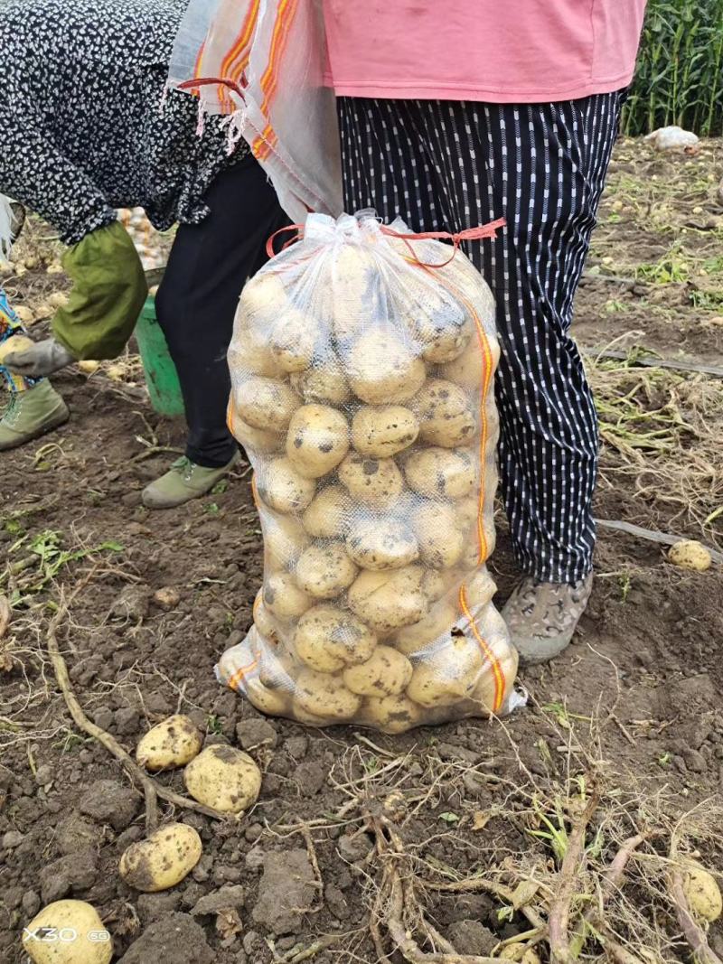 尤金土豆荷兰土豆皮毛好大量供货，长期代发