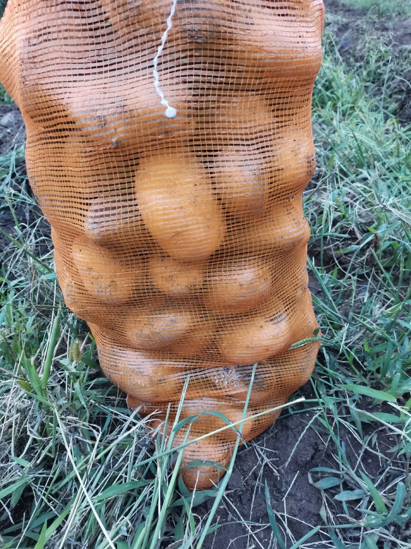 大量供应各种品种，品种齐全。黄金薯