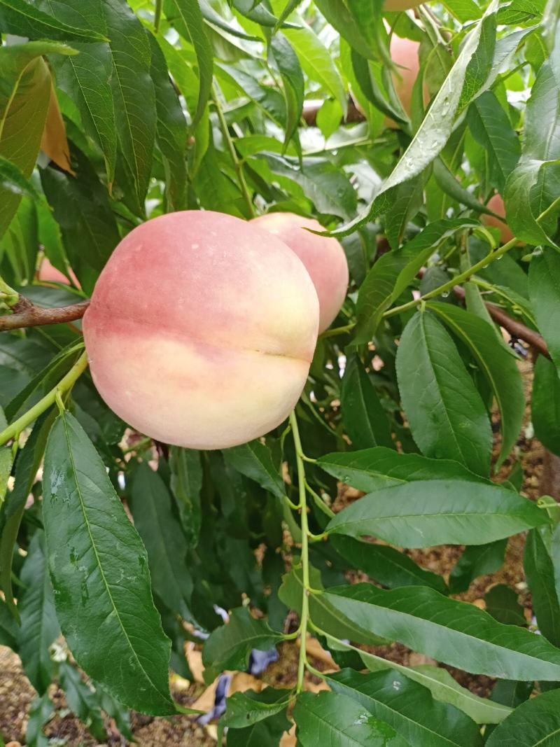秋彤毛桃陆续大量上市