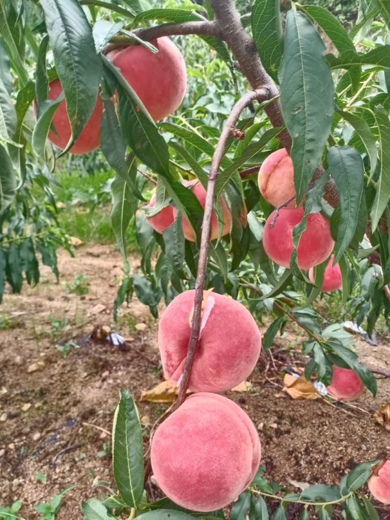 秋彤毛桃陆续大量上市