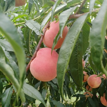 秋彤毛桃陆续大量上市