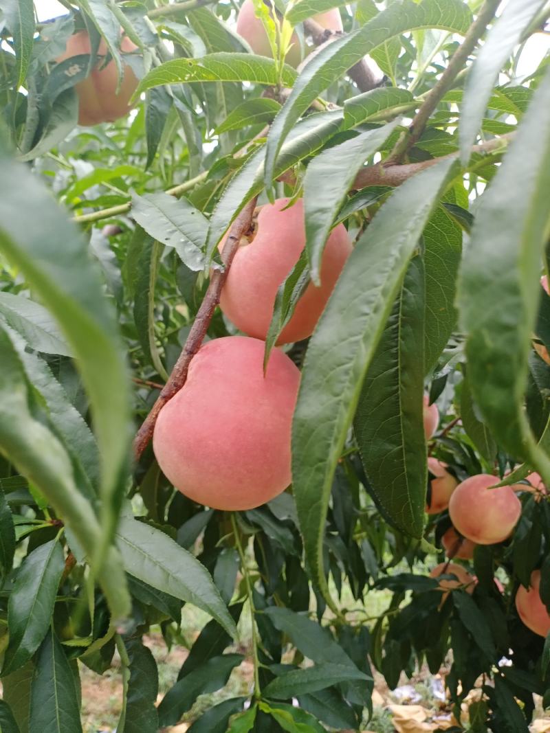 秋彤毛桃陆续大量上市