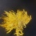 黄山贡菊金丝皇菊七月菊黄贡大黄菊散称散装批发种植自产自销